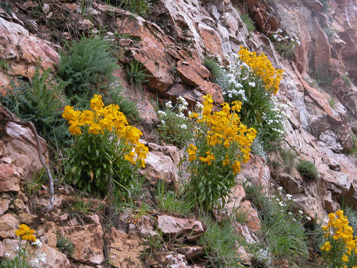 Wallflower plant